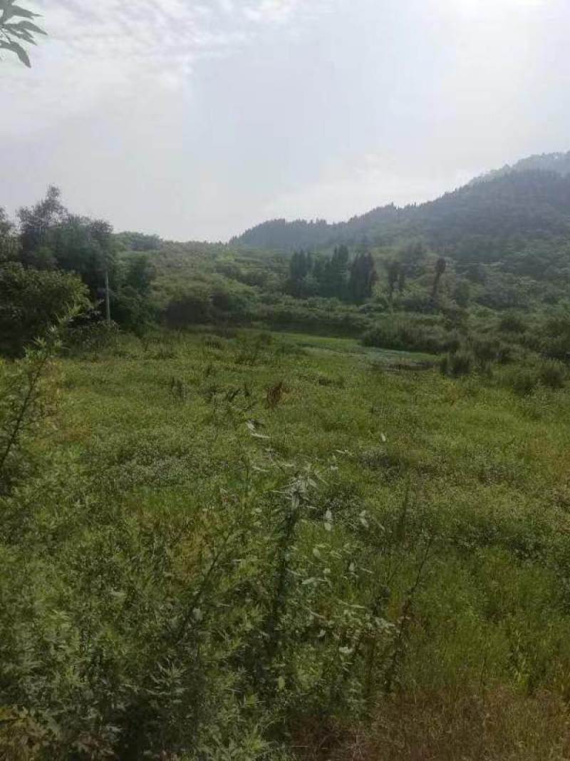 巴南区二圣镇80亩耕地出租，价格可以和村里谈也可以免租