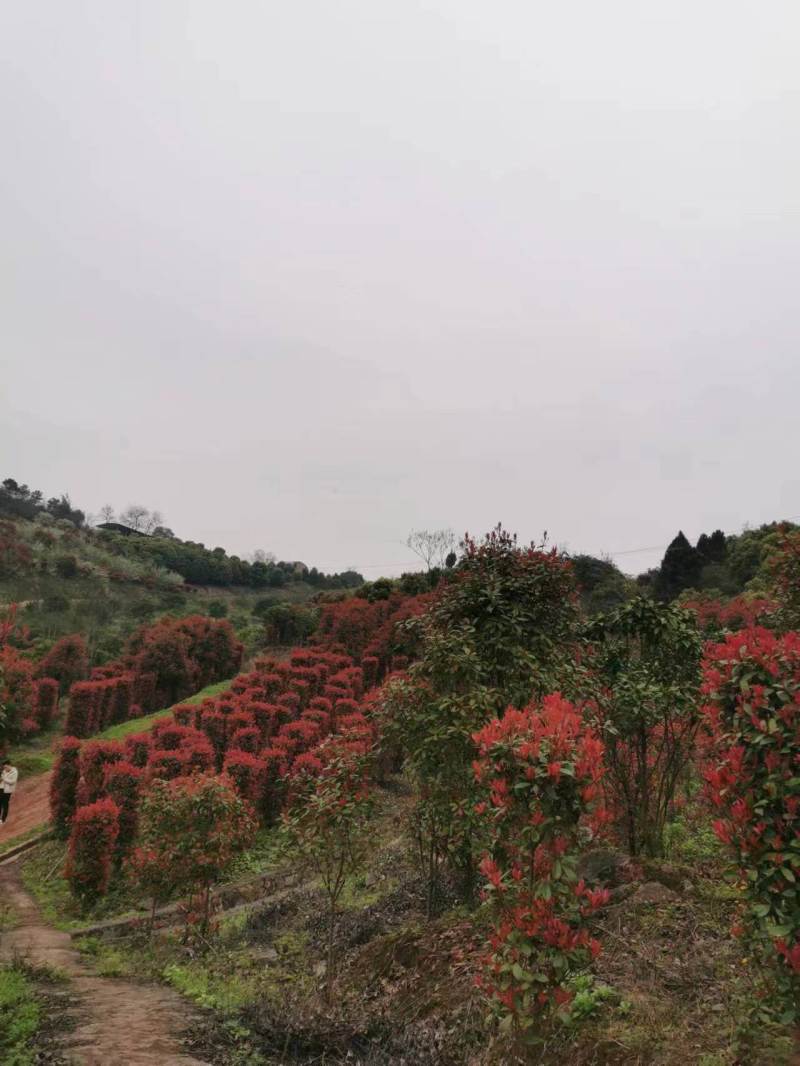 北碚区静观镇苗木基地转让，价格是50一亩