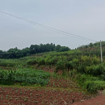 荣昌300亩花椒基地转让费用16万带设备