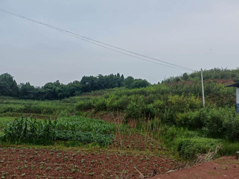 荣昌300亩花椒基地转让费用16万带设备