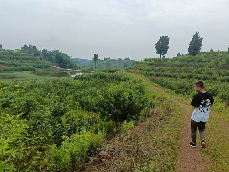 荣昌300亩花椒基地转让费用16万带设备
