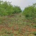 秀山县兰桥镇200亩油茶基地转租，100一亩