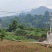 秀山县兰桥镇200亩油茶基地转租，100一亩