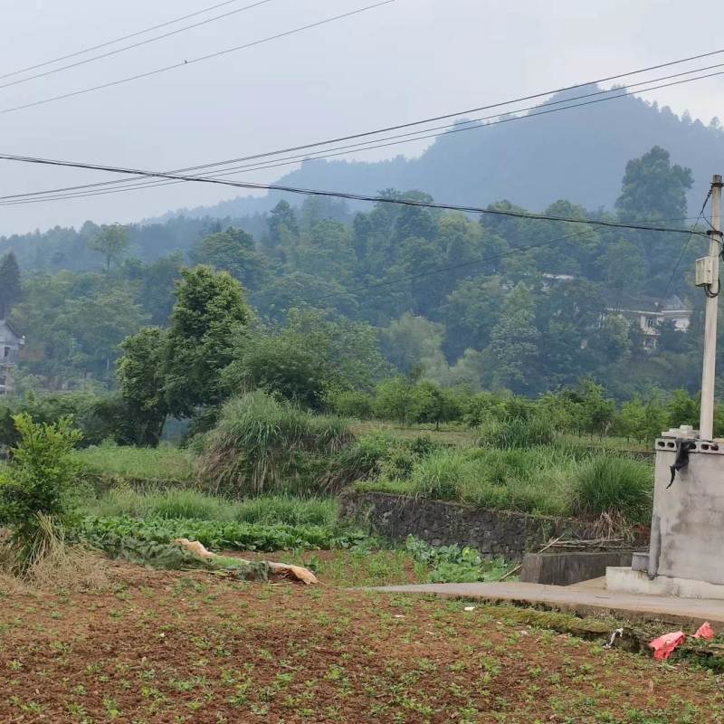 秀山县兰桥镇200亩油茶基地转租，100一亩