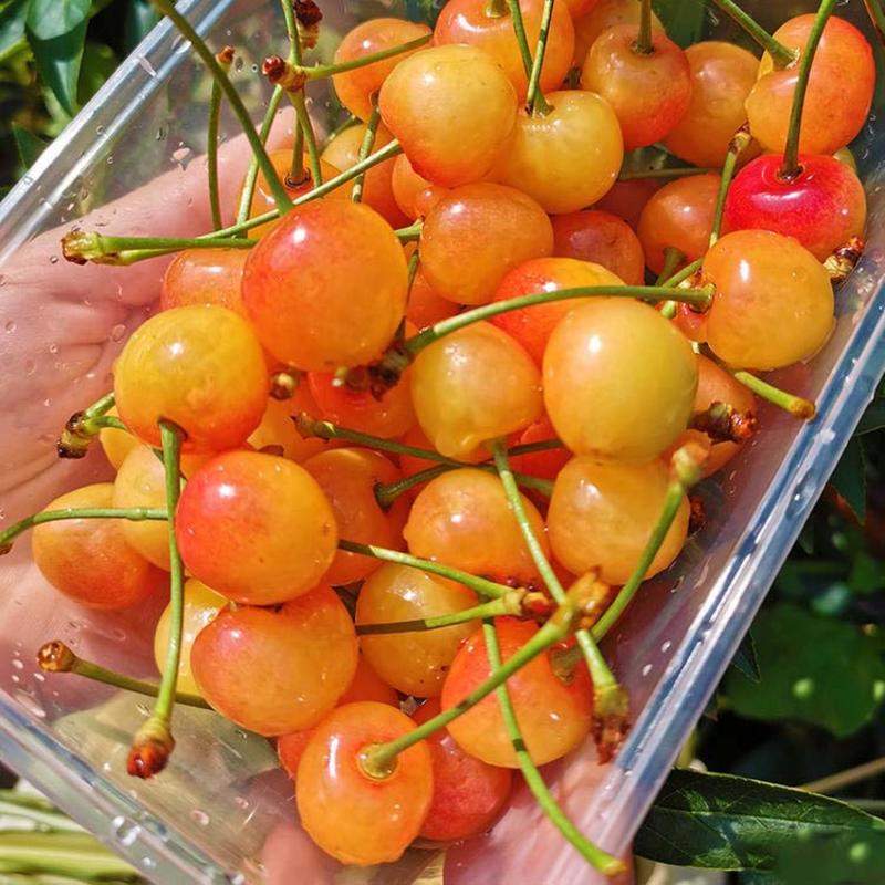 黄蜜樱桃苗根系发达丰产性好果大味甜现挖现发