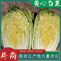 黄心白菜，黑龙江产地发货，大量上市有要的联系我