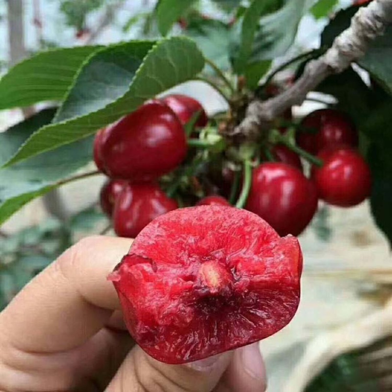 齐早樱桃苗嫁接果苗当年结果丰产性好现挖现发