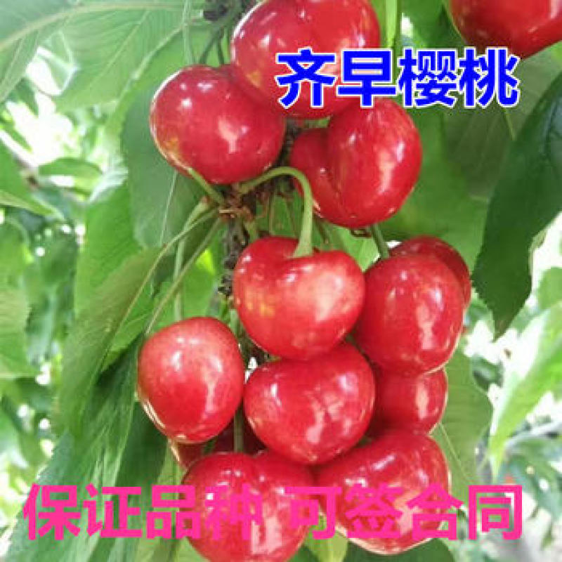 齐早樱桃苗嫁接果苗当年结果丰产性好现挖现发