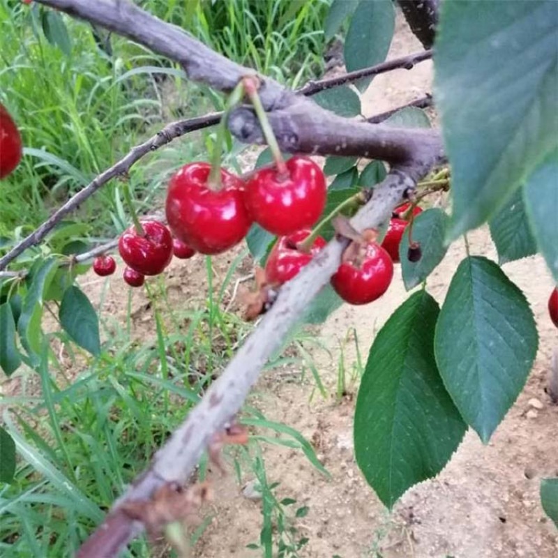 齐早樱桃苗嫁接果苗当年结果丰产性好现挖现发