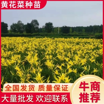 供应山西大同黄花菜种子金针菜种子萱草种子高产稳产抗病虫害