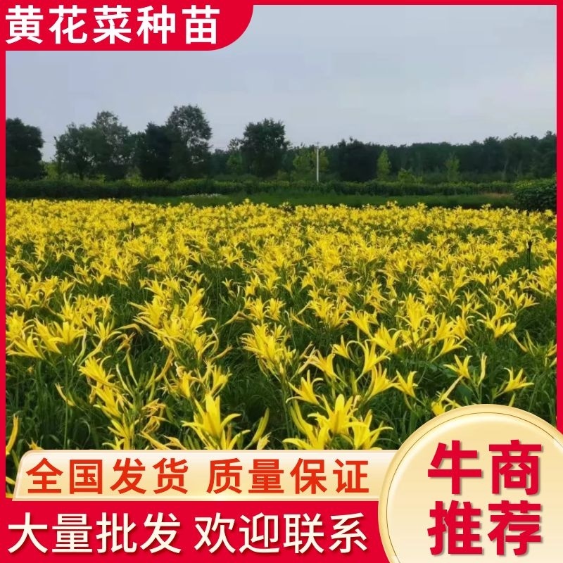 供应山西大同黄花菜种子金针菜种子萱草种子高产稳产抗病虫害