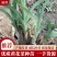 供应山西大同优质黄花菜种苗种子金针菜种苗种子萱草种苗种子