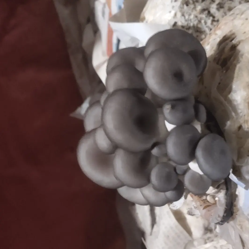 【推荐】聊城精品中叶鲜平菇一件代发产地发货现采现发