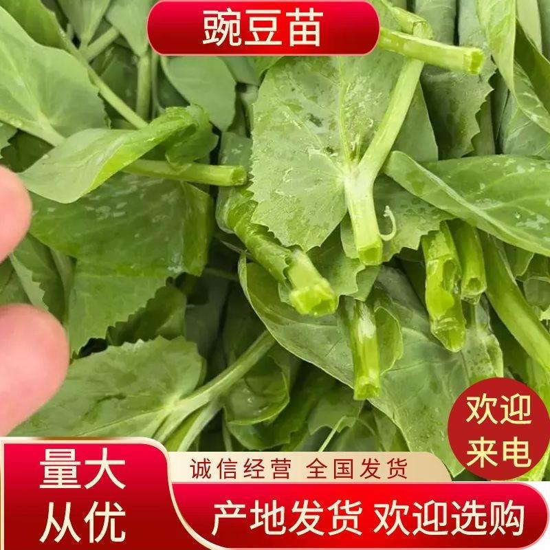 豌豆苗豌豆尖营养价值丰富多样含有人体必需氨基酸