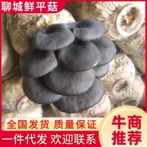 【推荐】聊城精品中叶鲜平菇一件代发产地发货现采现发