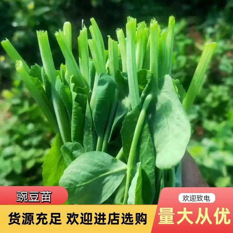 高品质豌豆尖陆续上货欢迎大家前来咨询