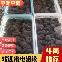 中叶平菇，山东平菇，产地发货，一手货源，欢迎进店联系