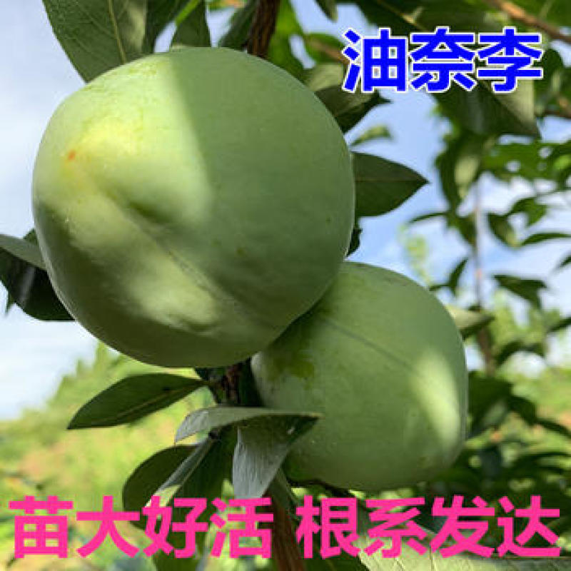 油奈李子苗嫁接果苗果大味甜丰产性好现挖现发