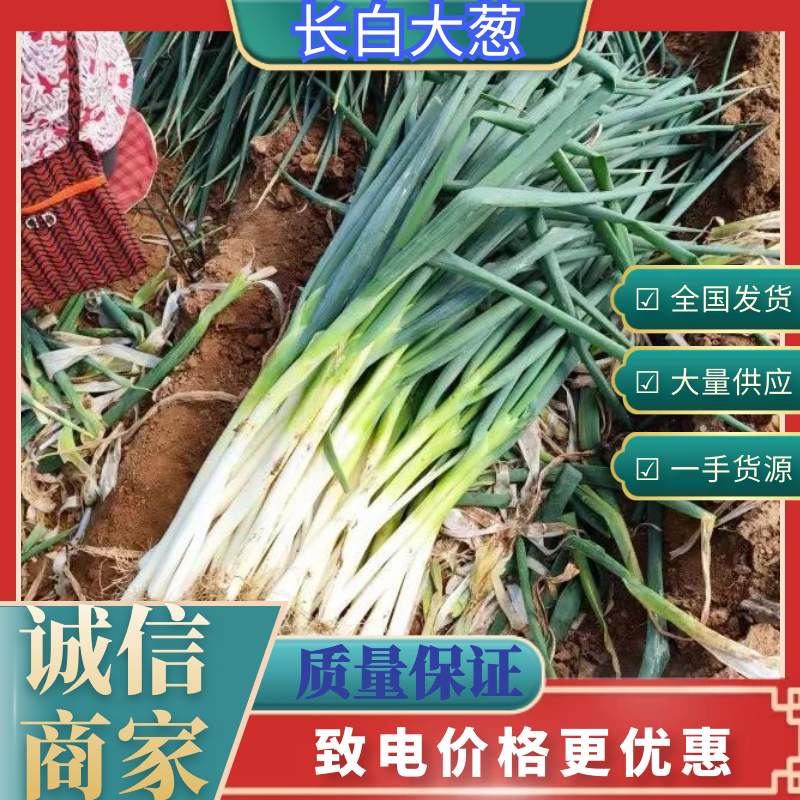 （推荐）河北长白大葱新鲜上市，基地直发一手货源，支持看货