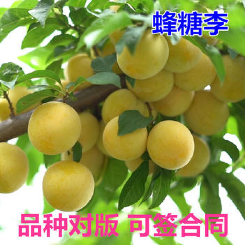 蜂糖李子苗嫁接果苗果大味甜现挖现发