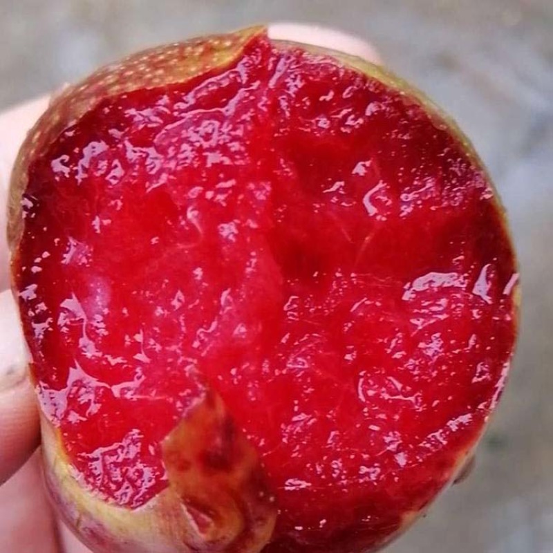 味帝李子苗嫁接果苗丰产性好果大味甜现挖现发