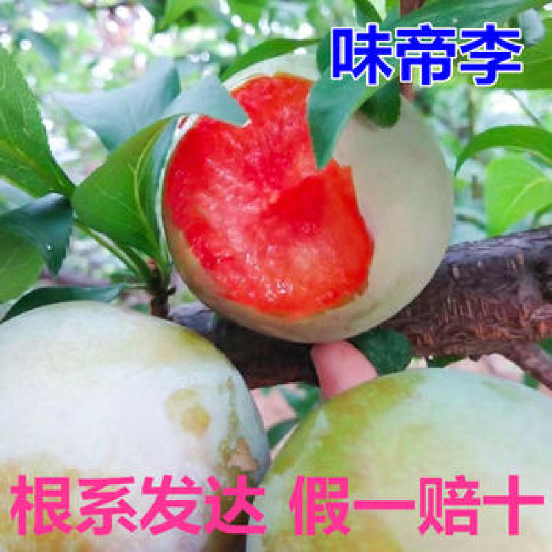 味帝李子苗嫁接果苗丰产性好果大味甜现挖现发
