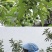 凤凰李苗五月脆李苗品种介绍凤凰李李早熟（6月上旬成熟）
