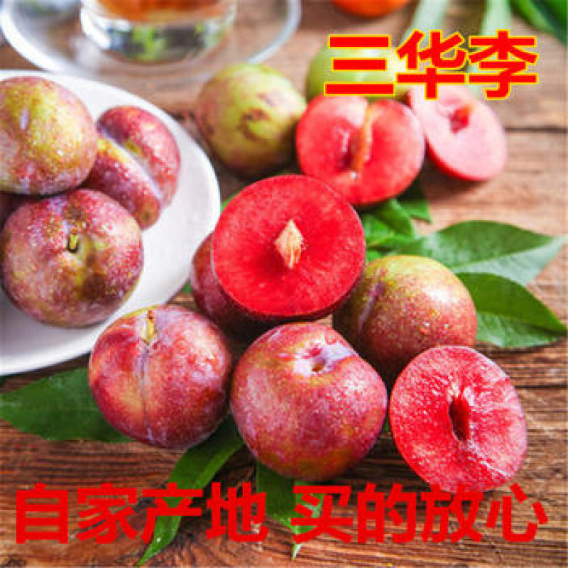 三华李苗嫁接果苗丰产性好果大味甜现挖现发