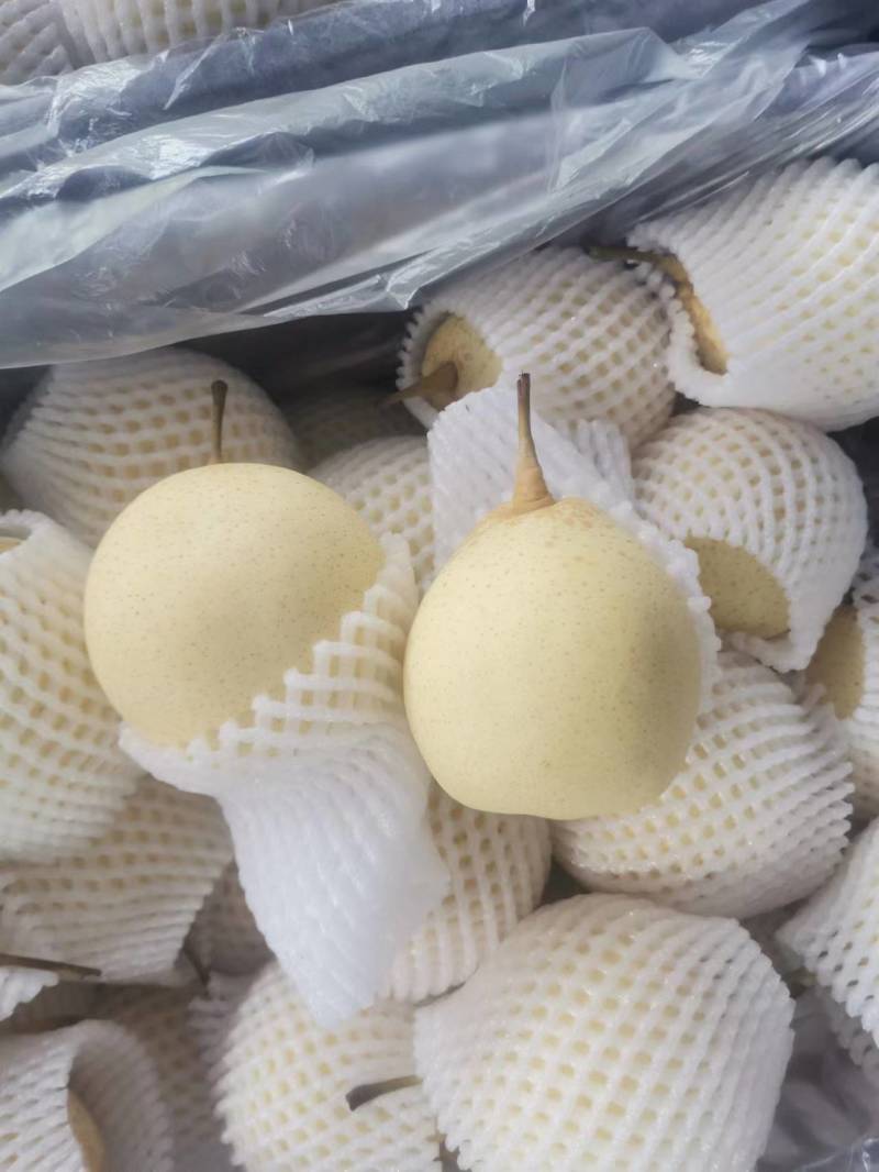 【精品】皇冠梨产地直发货源充足品种齐全欢迎实地考察