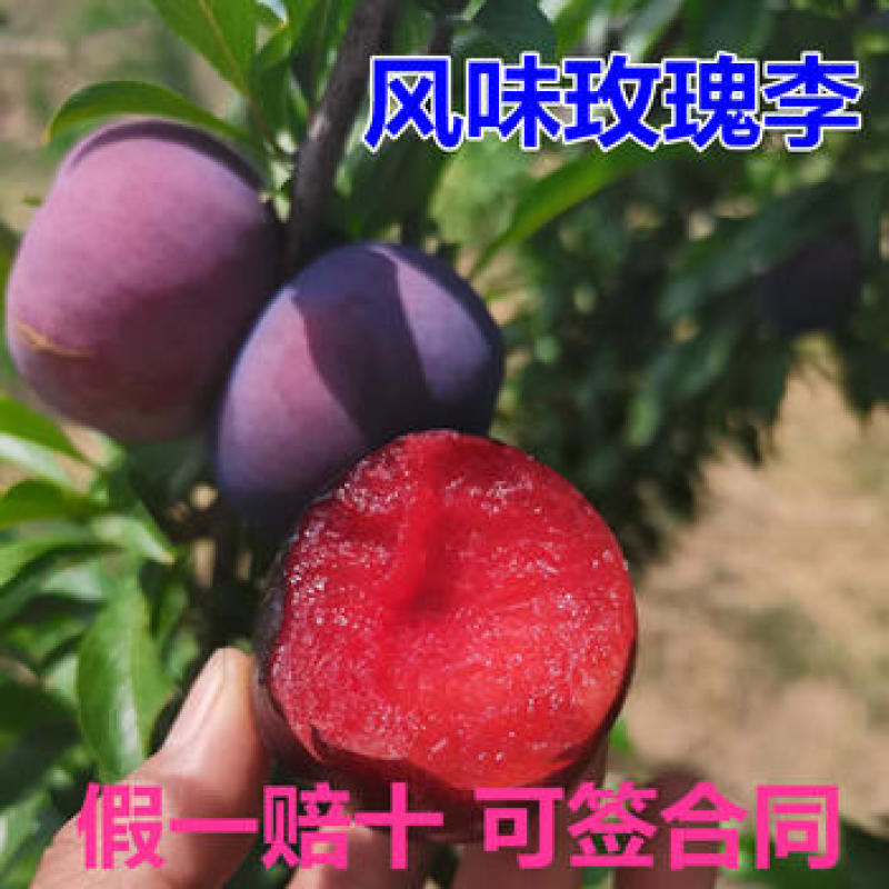 风味玫瑰李子苗嫁接苗丰产性好果大味甜现挖现发