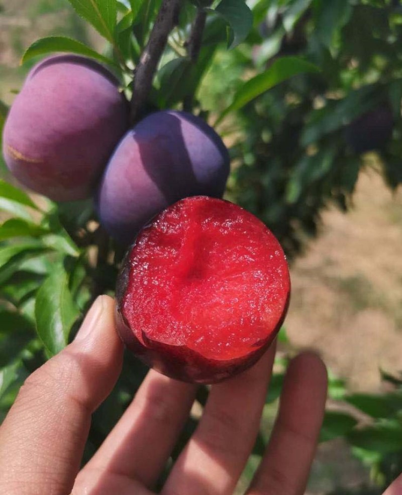 风味玫瑰李子苗嫁接苗丰产性好果大味甜现挖现发