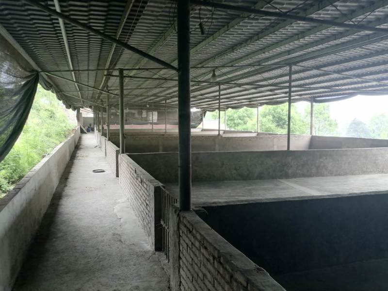 巴南800平养猪场租金可一年一交。房屋可以免费提供使用