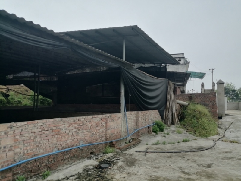 巴南800平养猪场租金可一年一交。房屋可以免费提供使用