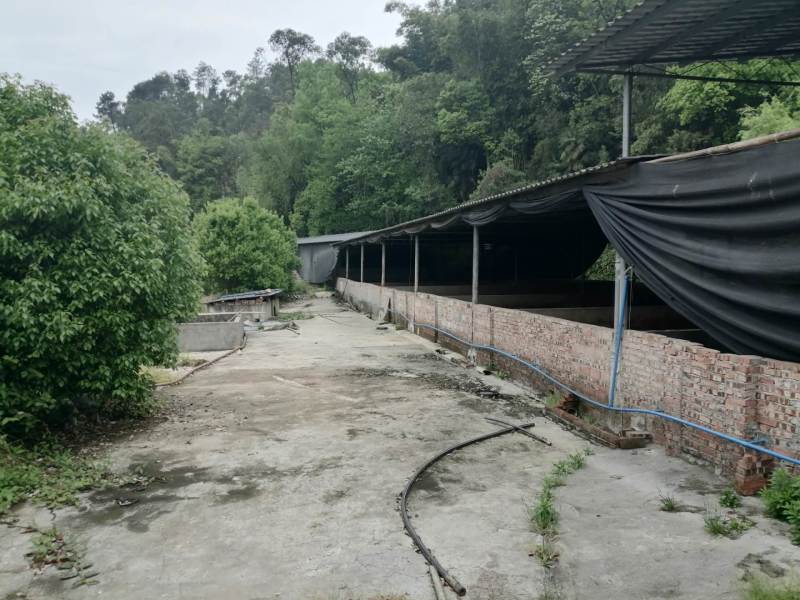 巴南800平养猪场租金可一年一交。房屋可以免费提供使用