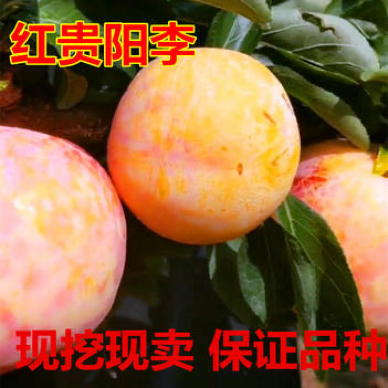 红贵阳李子苗嫁接果苗丰产性好果大味甜现挖现发