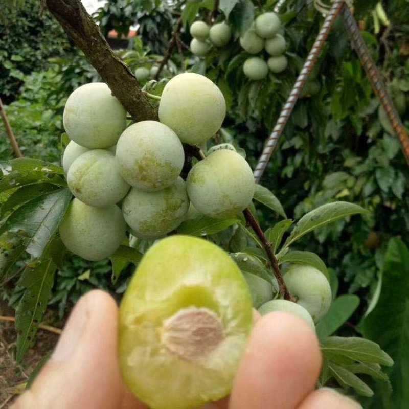沙子空心李苗嫁接苗丰产性好果大味甜现挖现发