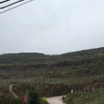 合川284亩农庄土地公路直达，水电接通，配套设施完善
