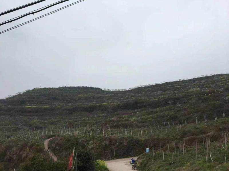 合川284亩农庄土地公路直达，水电接通，配套设施完善