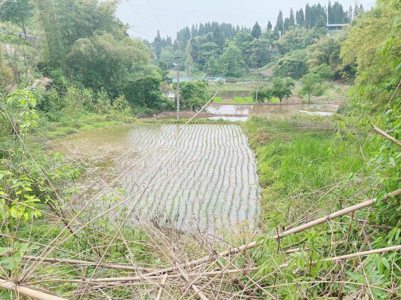 重庆市荣昌铜鼓镇80亩基本农田出ZU