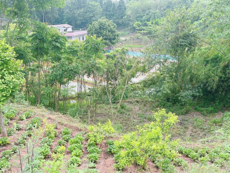 重庆市荣昌铜鼓镇80亩基本农田出ZU
