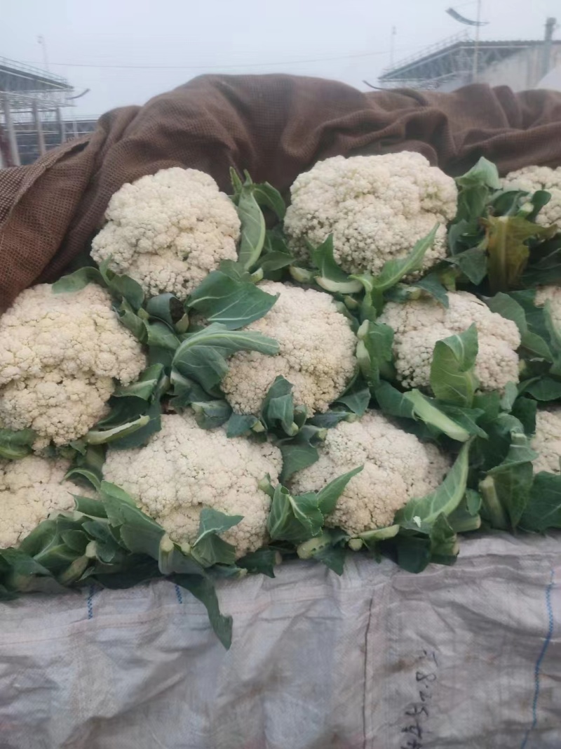 松花菜有机花菜河北永年花菜保质保量诚信经营