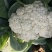 松花菜有机花菜河北永年花菜保质保量诚信经营