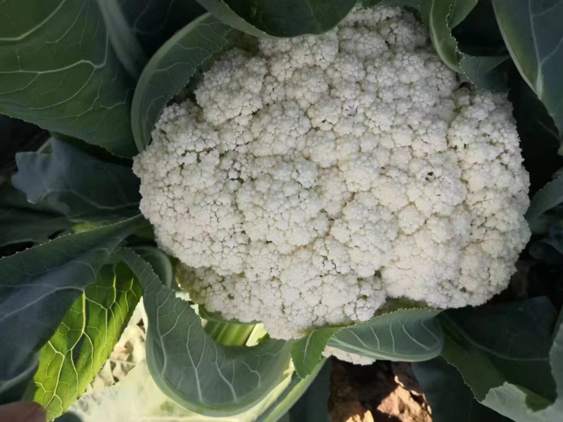 松花菜有机花菜河北永年花菜保质保量诚信经营