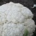 松花菜有机花菜河北永年花菜保质保量诚信经营