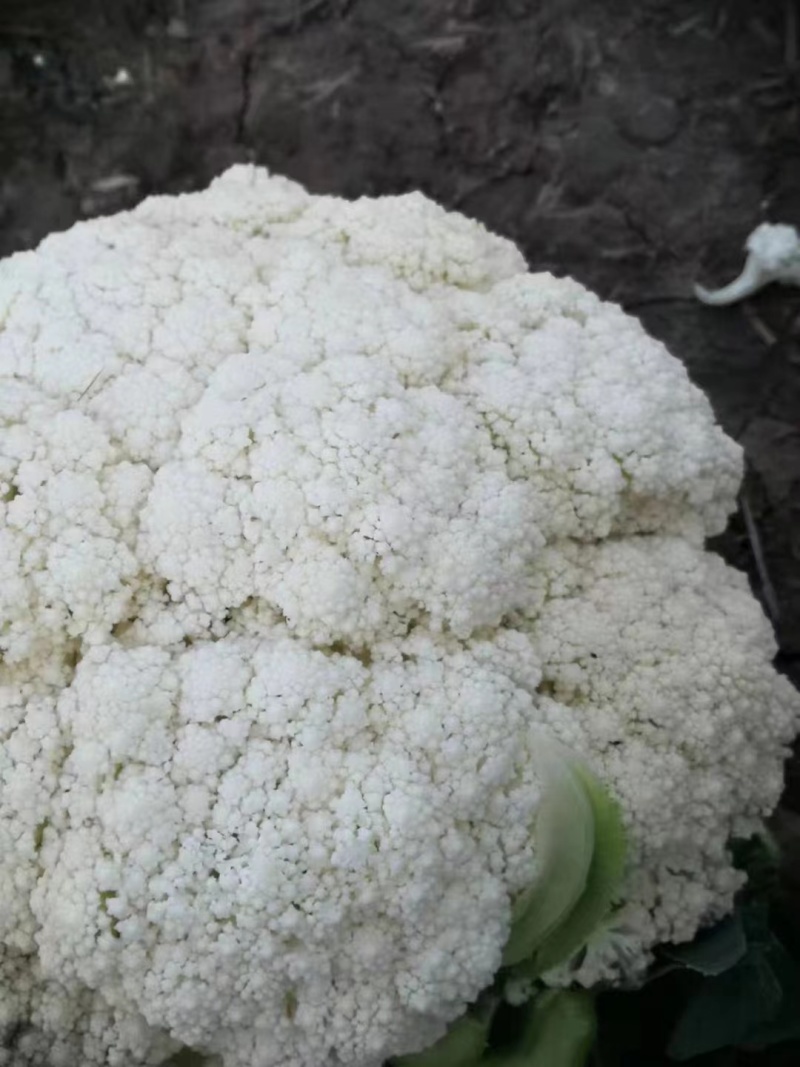 松花菜有机花菜河北永年花菜保质保量诚信经营