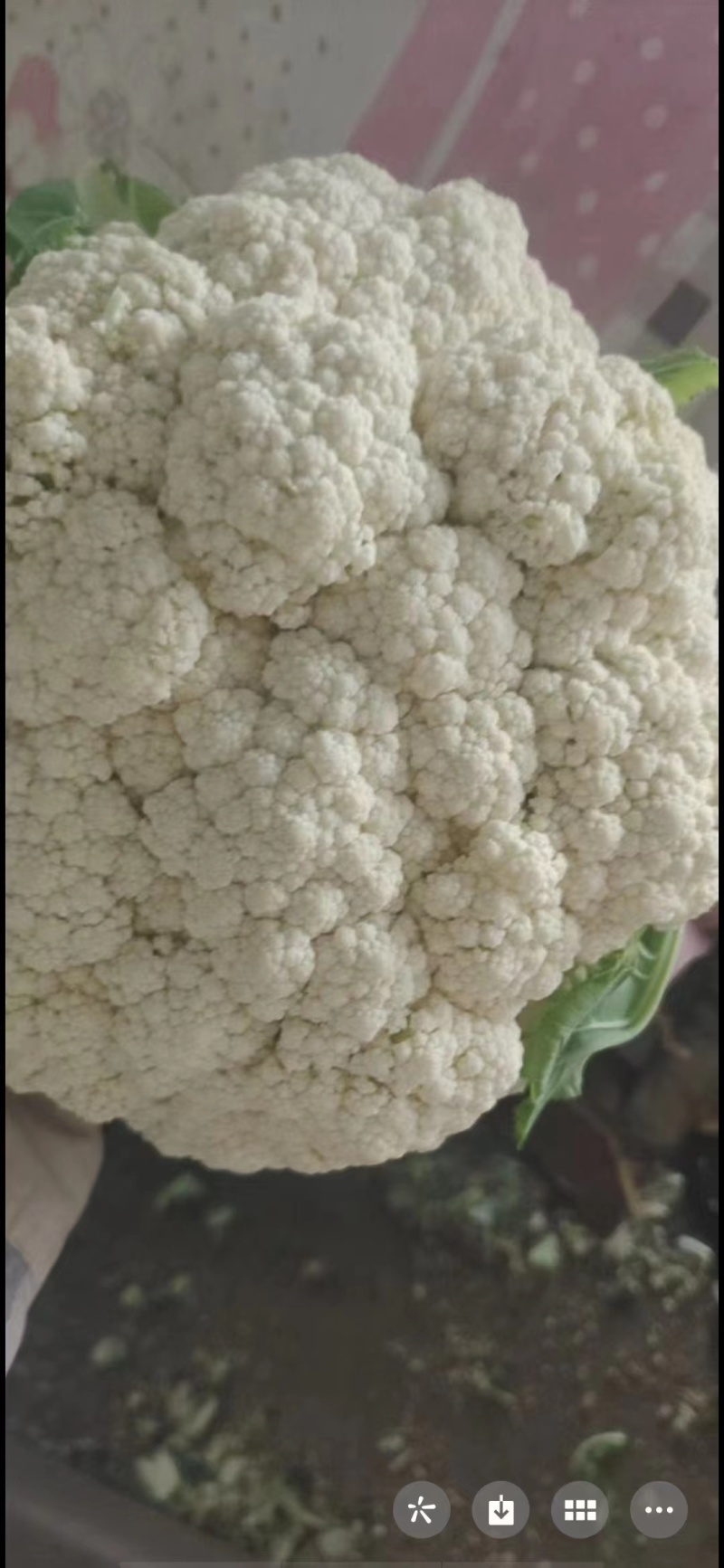 松花菜有机花菜河北永年花菜保质保量诚信经营