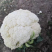 松花菜有机花菜河北永年花菜保质保量诚信经营