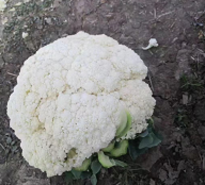 松花菜有机花菜河北永年花菜保质保量诚信经营