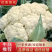松花菜有机花菜河北永年花菜保质保量诚信经营
