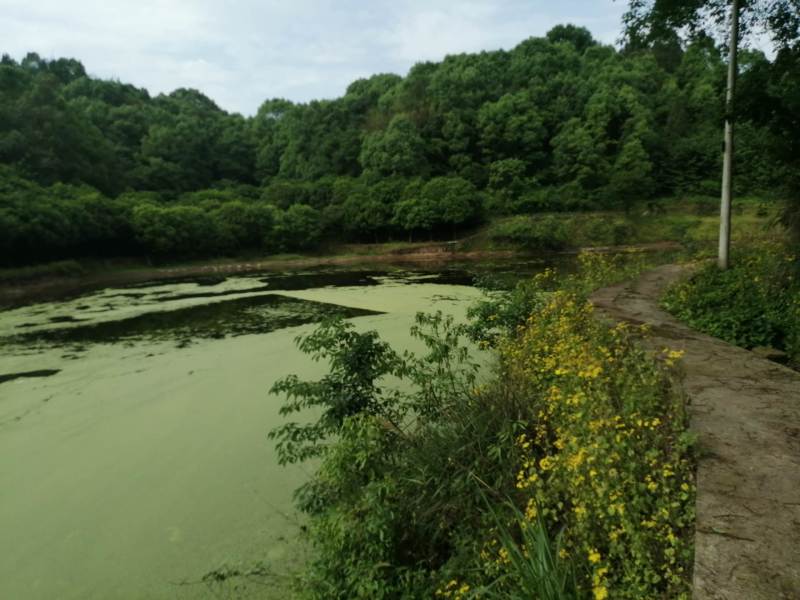 巴南区二圣镇60亩鱼塘出ZU，道路直达，设备齐全